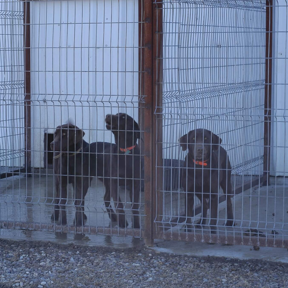 Wire Kennel Panel